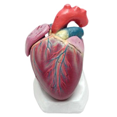 Model Jantung dan Bagiannya Biologi Anatomi
